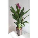 Curcuma alismatifolia - Safranwurz - Gelbwurz ( Ø 15/19 )