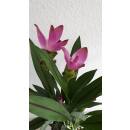 Curcuma alismatifolia - Safranwurz - Gelbwurz ( Ø 15/19 )