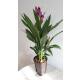 Curcuma alismatifolia - Safranwurz - Gelbwurz ( Ø 15/19 )