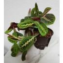 Maranta leuconeura Tricolor ( Ø 13/12 )