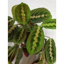 Maranta leuconeura Tricolor ( Ø 13/12 )