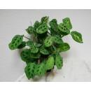 Maranta leuconeura variegata Beauty Kim RARIT&Auml;T (...