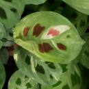 Maranta leuconeura variegata Beauty Kim RARIT&Auml;T ( &Oslash; 13/12 )