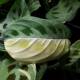Maranta leuconeura variegata Beauty Kim RARIT&Auml;T ( &Oslash; 13/12 )