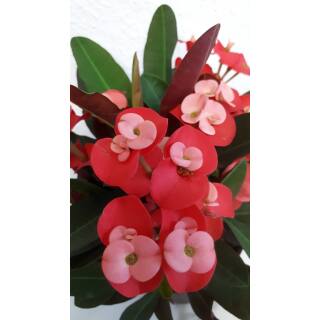 Euphorbia-milii "Pink Sensation" ( Ø 13/12 ) - Christusdorn