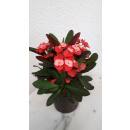Euphorbia-milii "Pink Sensation" ( Ø 13/12 ) - Christusdorn