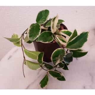 Hoya carnosa Krimson Queen - Wachsblume im 13/12er Kulturtopf