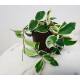 Hoya carnosa Krimson Queen - Wachsblume im 13/12er Kulturtopf