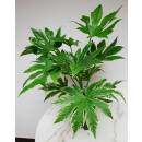 Fatsia Japonica  Spiders Web 15/19 (60-70 cm )