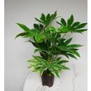 Fatsia Japonica  Spiders Web 15/19 (60-70 cm )