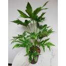 Fatsia Japonica  Spiders Web 15/19 (60-70 cm )
