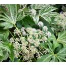 Fatsia Japonica  Spiders Web 15/19 (60-70 cm )