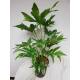 Fatsia Japonica  Spiders Web 15/19 (60-70 cm )
