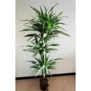 Dracaena der. Warneckii  Ø 18/19 (90/60/30, 140 - 160)