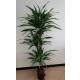 Dracaena der. Warneckii  Ø 18/19 (90/60/30, 140 - 160)