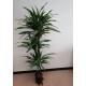 Dracaena der. Warneckii  Ø 18/19 (90/60/30, 140 - 160)