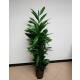 Ficus longifolia Amstel King  100-120, 18-19
