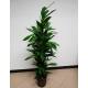 Ficus longifolia Amstel King  100-120, 18-19