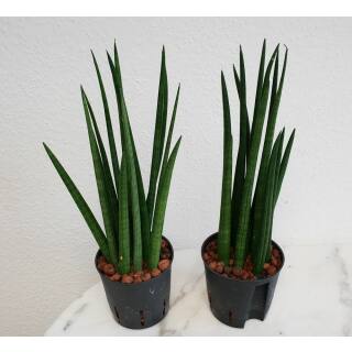 Sansevieria Cylindrica Mikado ( Ø 13/12 )