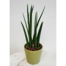 Sansevieria Cylindrica Mikado ( Ø 13/12 )