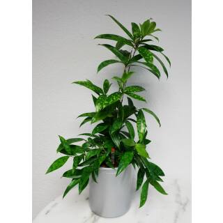 Dracaena surculosa Malaya Beauty ( Ø 15/19 40-50)  im Corona  Ø 15 x 19 cm