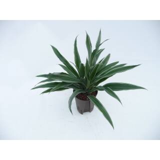 Dracaena der. Warneckii  Ø 15/19  2 Kopf (30-40, )