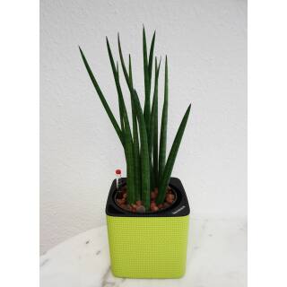 Sansevieria Cylindrica Mikado Ø 13 x 12 cm im Cube