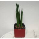 Sansevieria Cylindrica Mikado Ø 13 x 12 cm im Cube