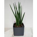 Sansevieria Cylindrica Mikado Ø 13 x 12 cm im Cube