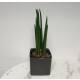 Sansevieria Cylindrica Mikado Ø 13 x 12 cm im Cube