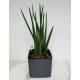 Sansevieria Cylindrica Mikado Ø 13 x 12 cm im Cube