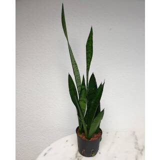 Sansevieria trifasciata Green Line ( Ø 13/12 )