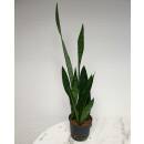 Sansevieria trifasciata Green Line ( Ø 13/12 )