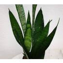 Sansevieria trifasciata Green Line ( Ø 13/12 )