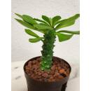 Monadenium guentheri - Euphorbiacea ( Ø 09/07 )