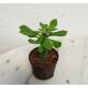 Monadenium guentheri - Euphorbiacea ( Ø 09/07 )