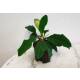 Euphorbia leuconeura -  Madagascar-Juwel ( Ø 13/12 )