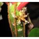 Euphorbia leuconeura -  Madagascar-Juwel ( Ø 13/12 )