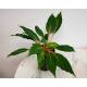 Palisota westlandia - ( Chlorophytum orchidastrum Green Orange ) ( Ø 15/19 40-50)