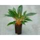Palisota westlandia - ( Chlorophytum orchidastrum Green Orange ) ( Ø 15/19 40-50)