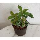 Ardisia malouiana variegata    ( &Oslash; 13/12 )