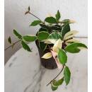 Hoya carnosa Krimson Queen - Wachsblume im 15/19er Kulturtopf