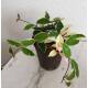 Hoya carnosa Krimson Queen - Wachsblume im 15/19er Kulturtopf