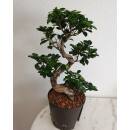 Ficus microcarpa S-Form 70cm - Ficus Bonsai S-Form 70cm  Ø 22/19