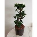 Ficus microcarpa S-Form 70cm - Ficus Bonsai S-Form 70cm  Ø 22/19