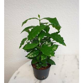 Coffea arabica - Kaffeestrauch - Kaffeepflanze  ( Ø 13/12 )