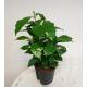 Coffea arabica - Kaffeestrauch - Kaffeepflanze  ( Ø 13/12 )