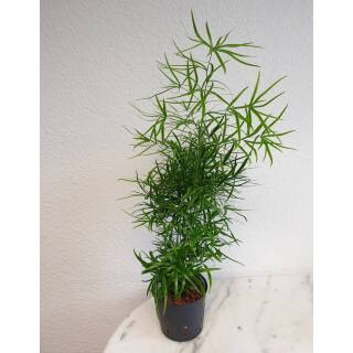 Asparagus falcatus - Zierspargel 30-40 cm ( Ø 13/12 )