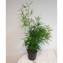 Asparagus falcatus - Zierspargel 30-40 cm ( Ø 13/12 )