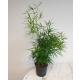Asparagus falcatus - Zierspargel 30-40 cm ( Ø 13/12 )